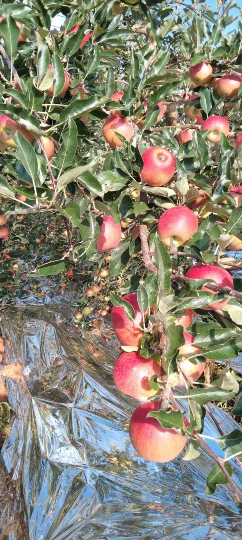 华硕、红嘎拉🍎大量上市中有需要的老板可以联系我