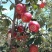 华硕、红嘎拉🍎大量上市中有需要的老板可以联系我