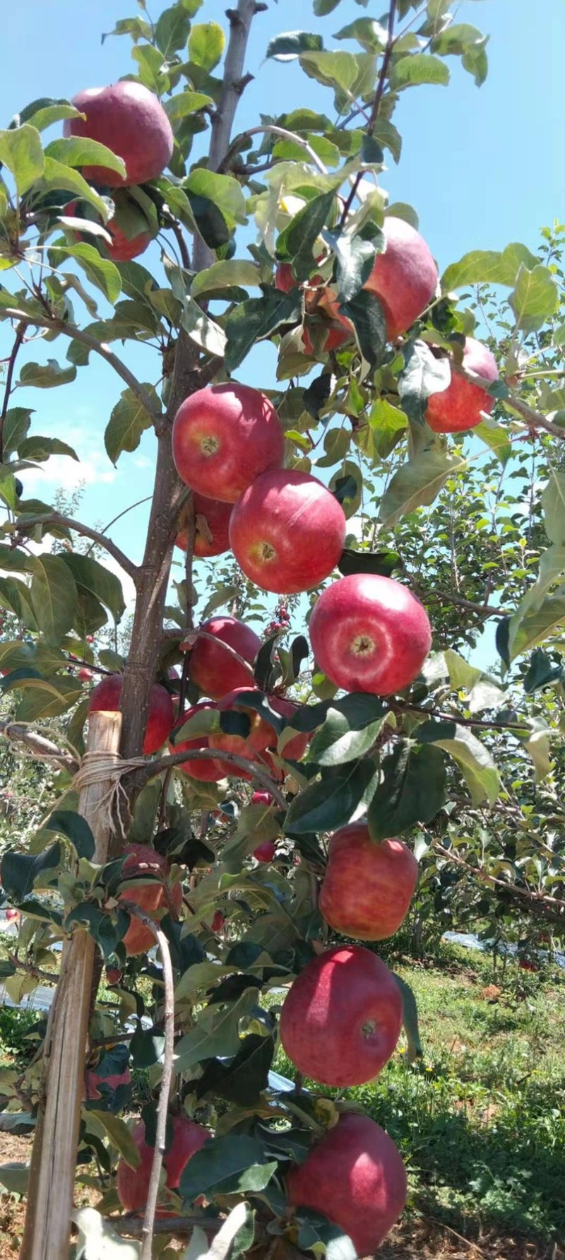 华硕、红嘎拉🍎大量上市中有需要的老板可以联系我