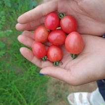 圣女果千禧贝贝