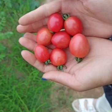 圣女果千禧贝贝