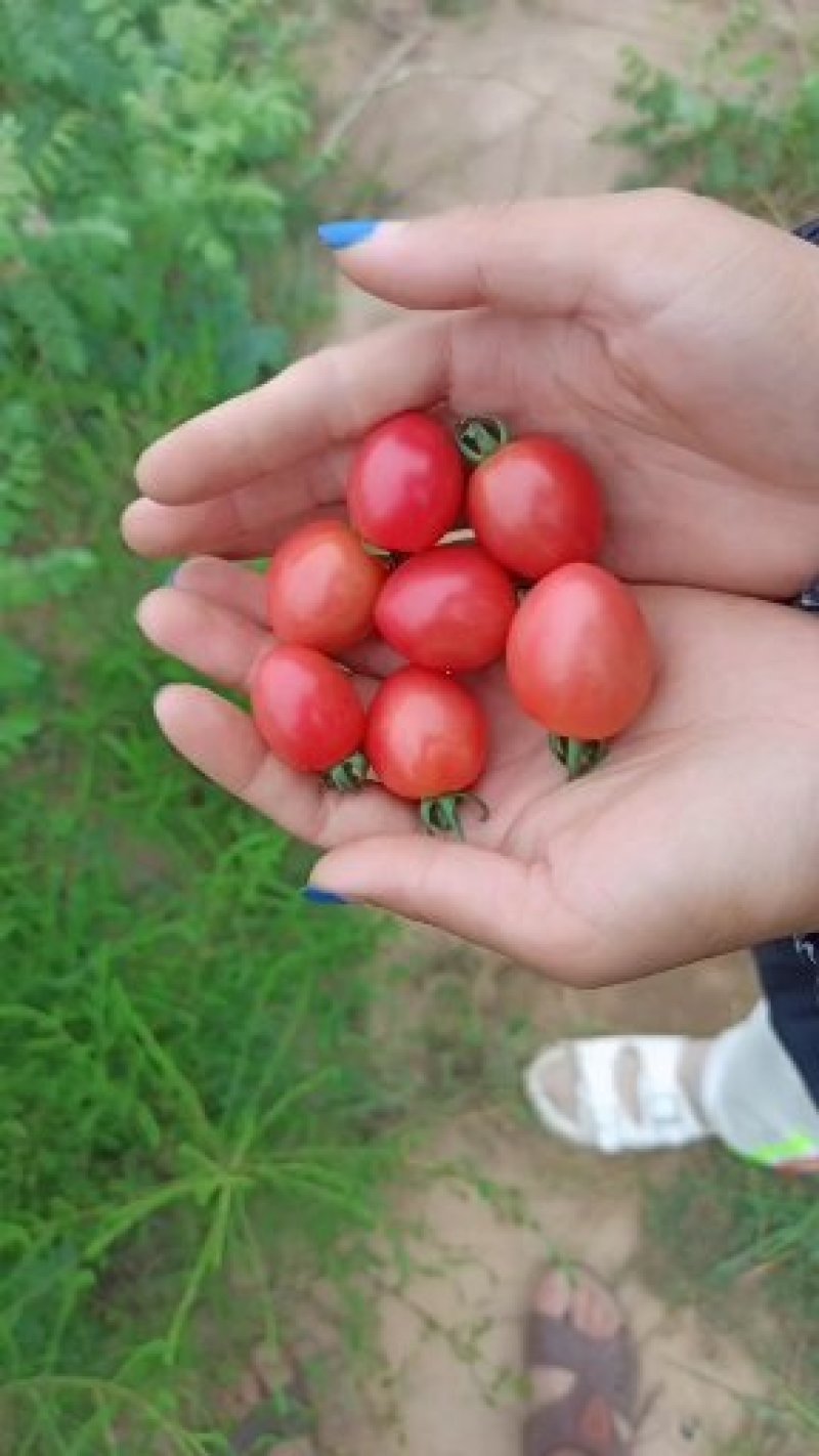 圣女果千禧贝贝