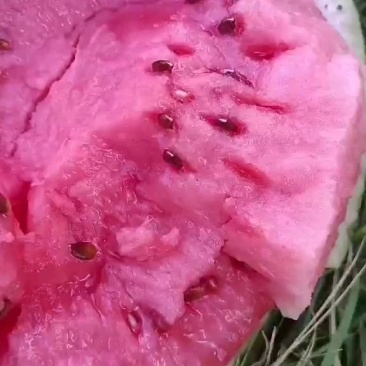 西瓜