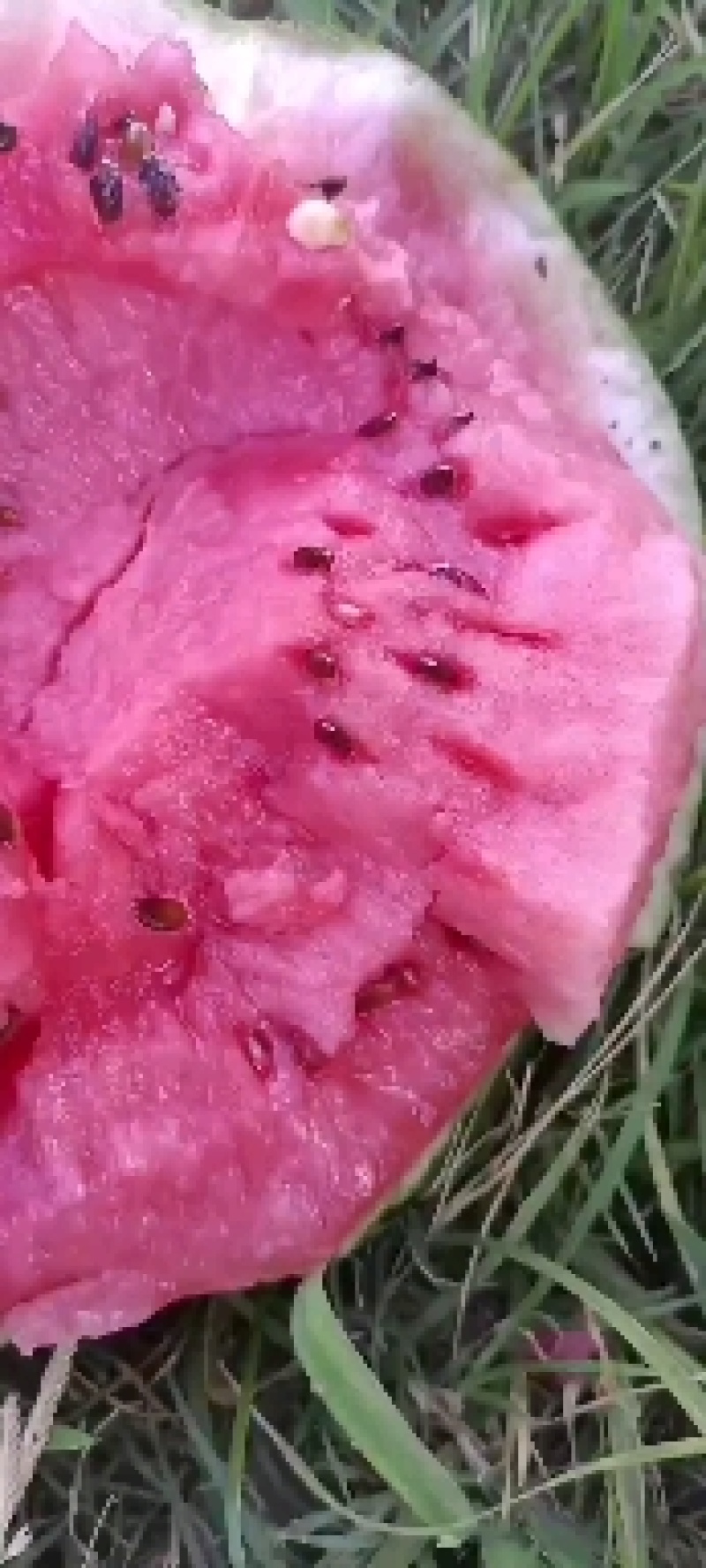 西瓜