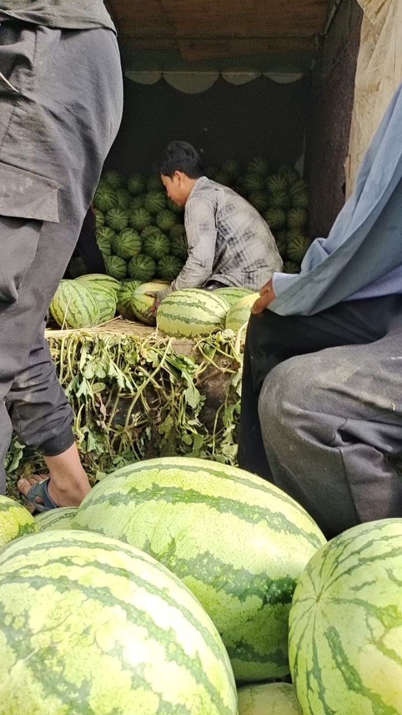 西瓜产地直销不甜不要钱，沙漠西瓜大量上市，量大优惠