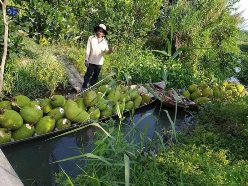 【菠萝蜜】一手货源无中间商供应各大市场电商商超
