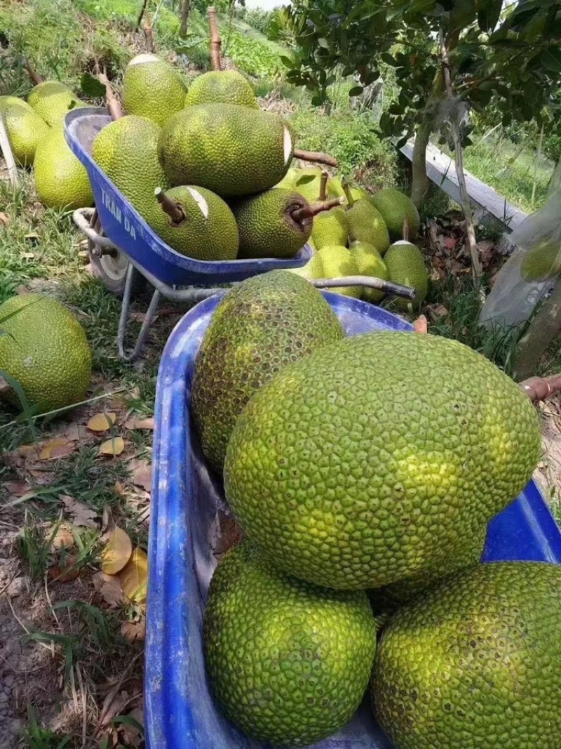 【菠萝蜜】一手货源无中间商供应各大市场电商商超