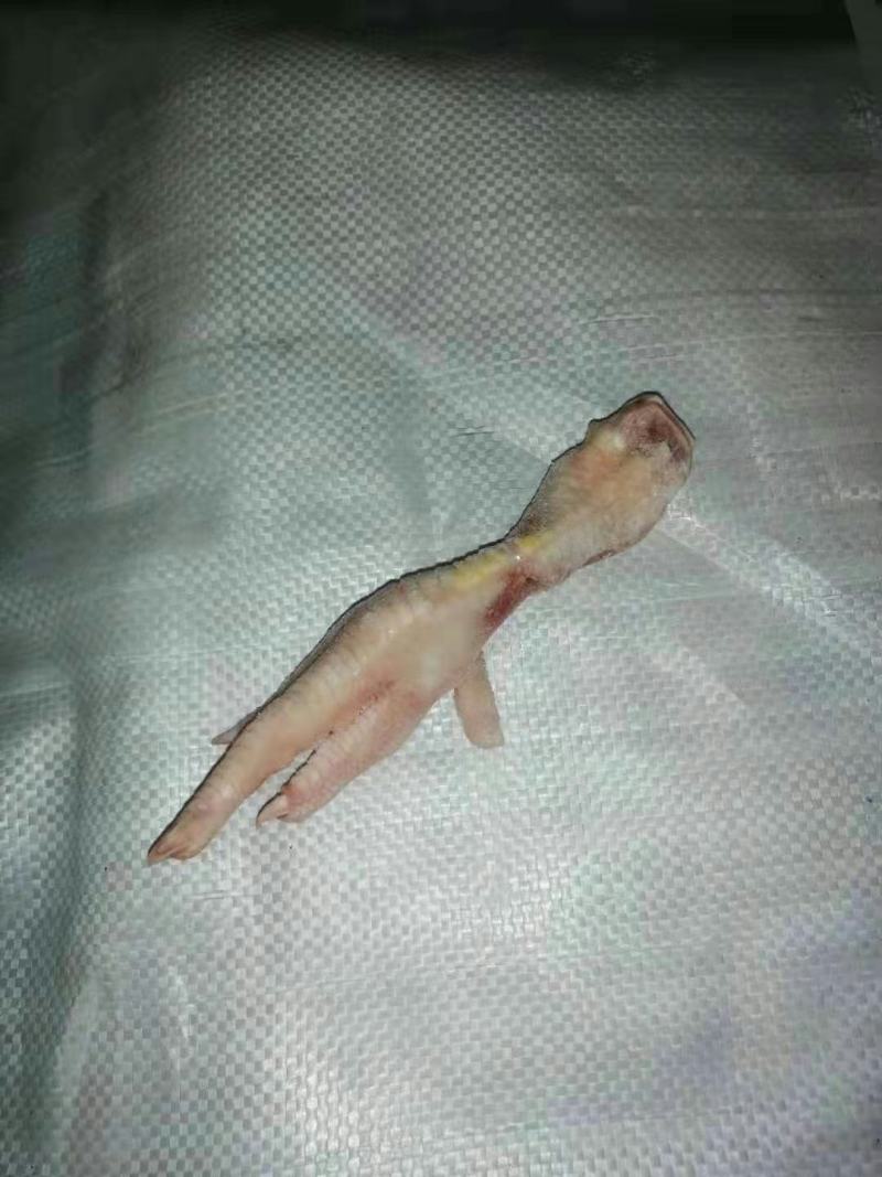 断鸡爪