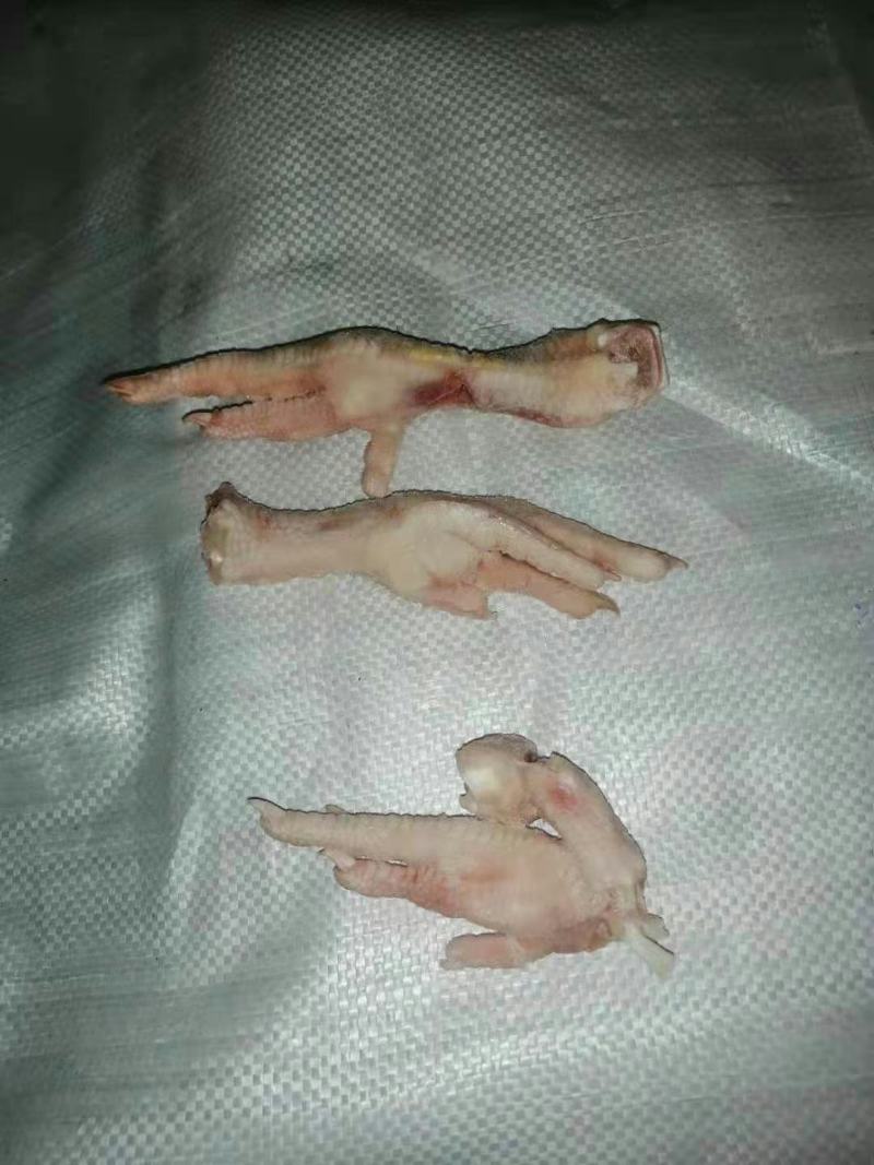 断鸡爪
