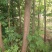 苦楝树