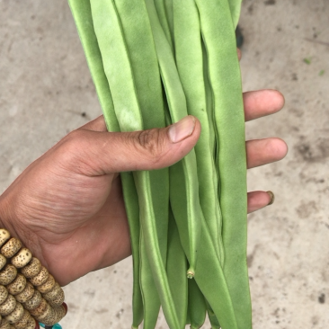豆角