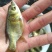 缩骨大头鳙鱼快大易养，高成活率