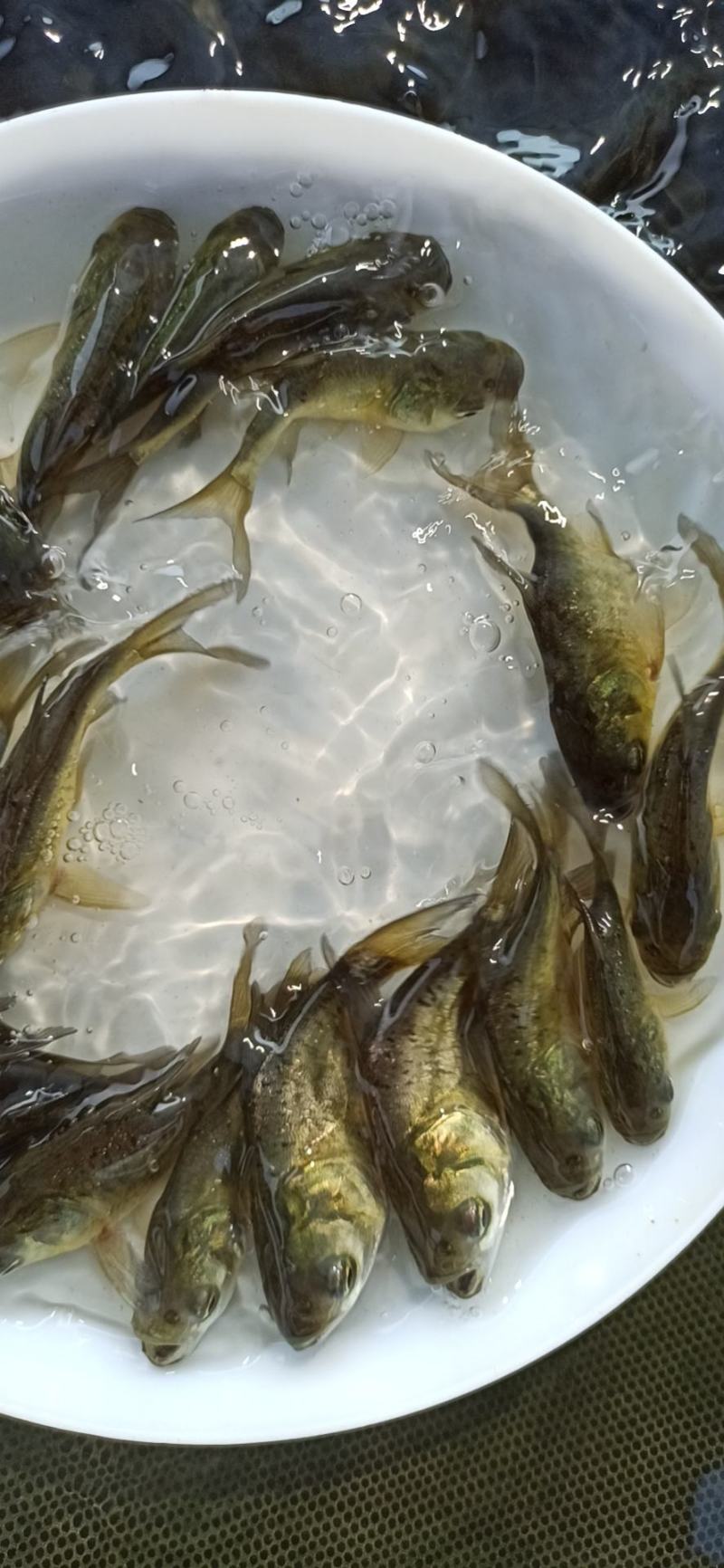 缩骨大头鳙鱼快大易养，高成活率