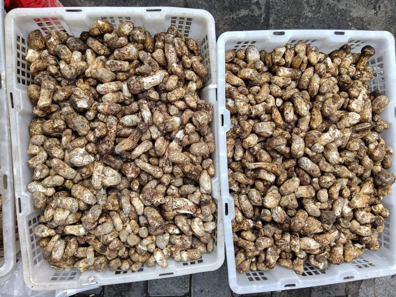 今年特惠松茸1-5厘米支持电商.微商.抖音.天猫.拼多多