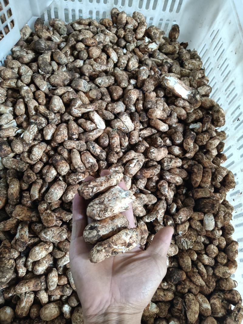 今年特惠松茸1-5厘米支持电商.微商.抖音.天猫.拼多多