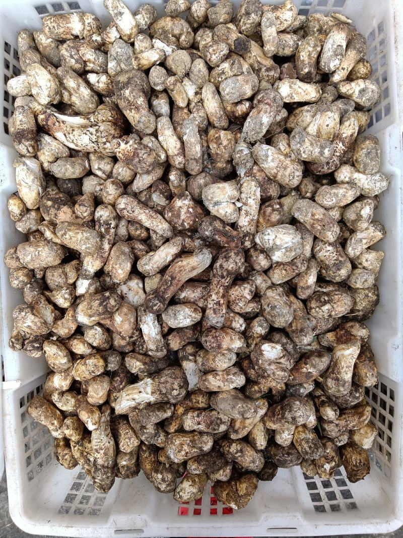 今年特惠松茸1-5厘米支持电商.微商.抖音.天猫.拼多多