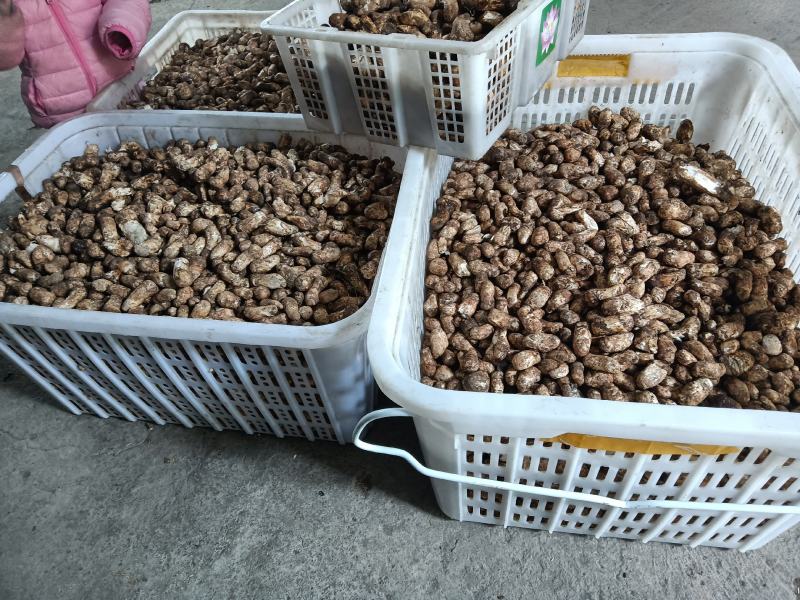 今年特惠松茸1-5厘米支持电商.微商.抖音.天猫.拼多多