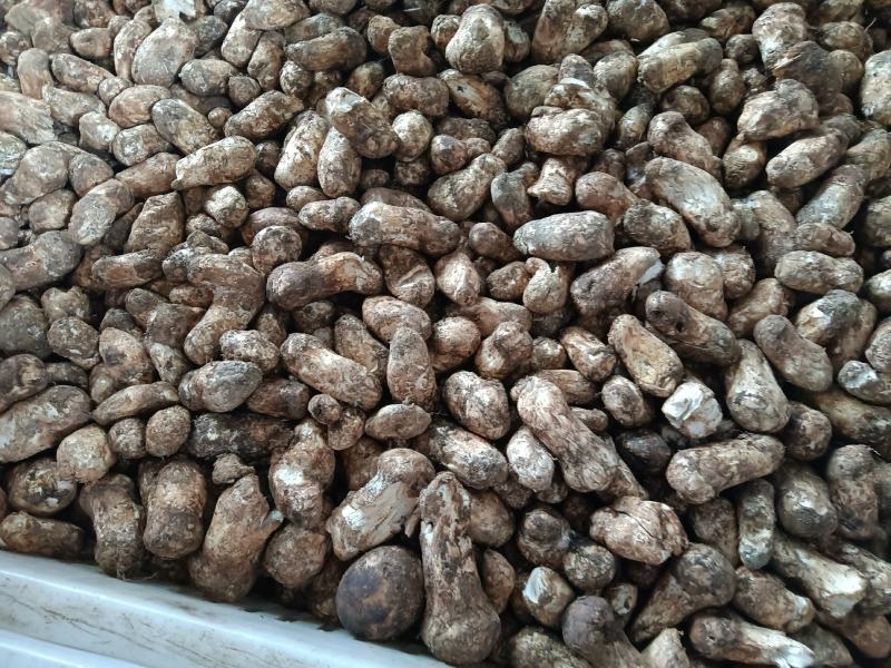 今年特惠松茸1-5厘米支持电商.微商.抖音.天猫.拼多多