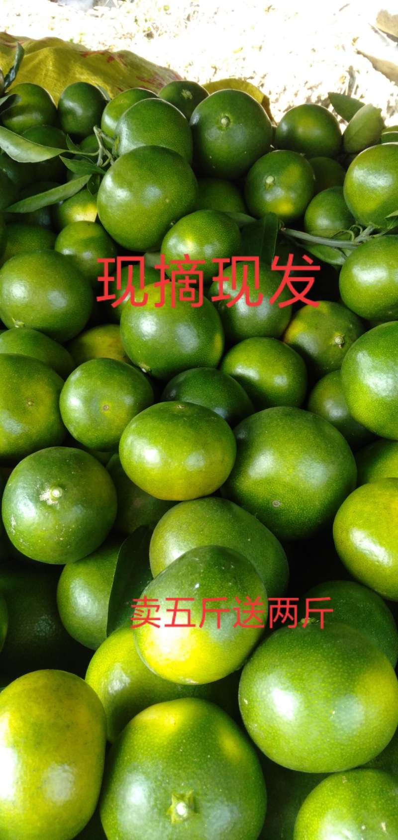 贵州三都新鲜蜜橘桔子皮薄多汁橘子当季水果现摘卖，一手货源