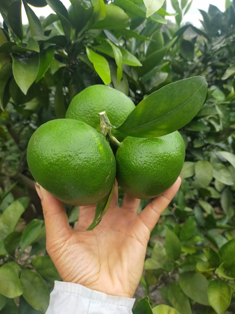贵州三都新鲜蜜橘桔子皮薄多汁橘子当季水果现摘卖，一手货源