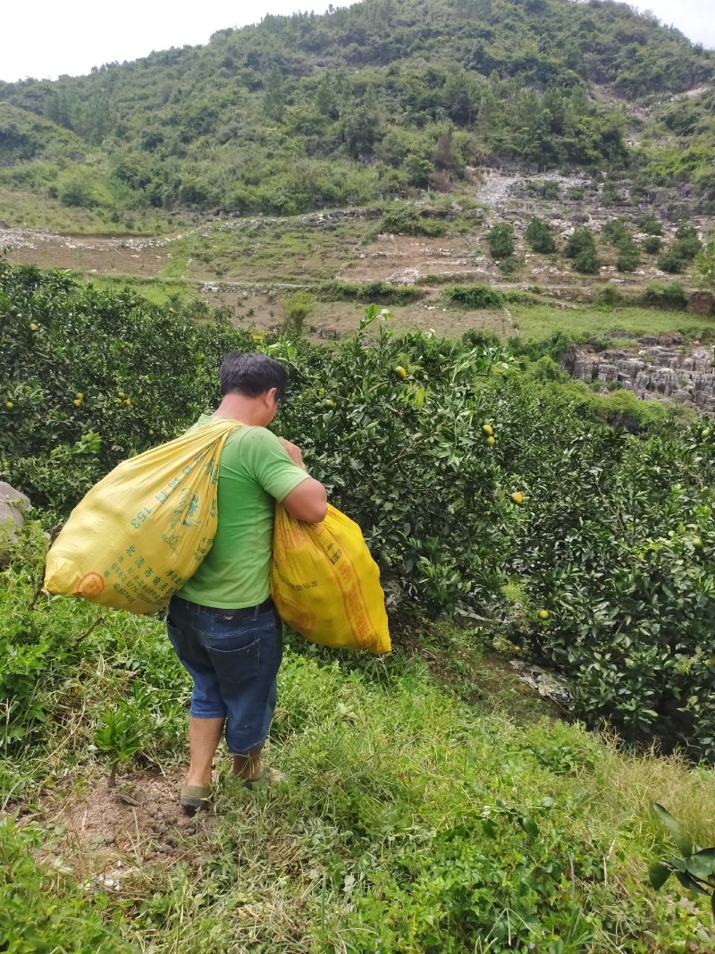 贵州三都新鲜蜜橘桔子皮薄多汁橘子当季水果现摘卖，一手货源