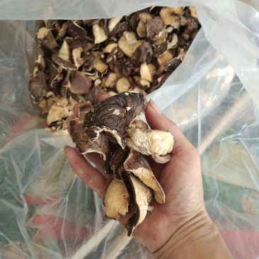 野生香菇桂西最高山峰深山腐烂木自然生长自然香味