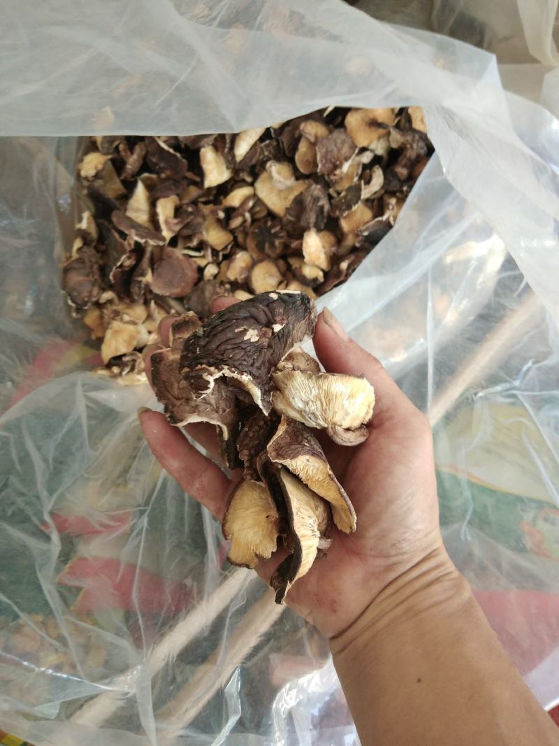 野生香菇桂西最高山峰深山腐烂木自然生长自然香味