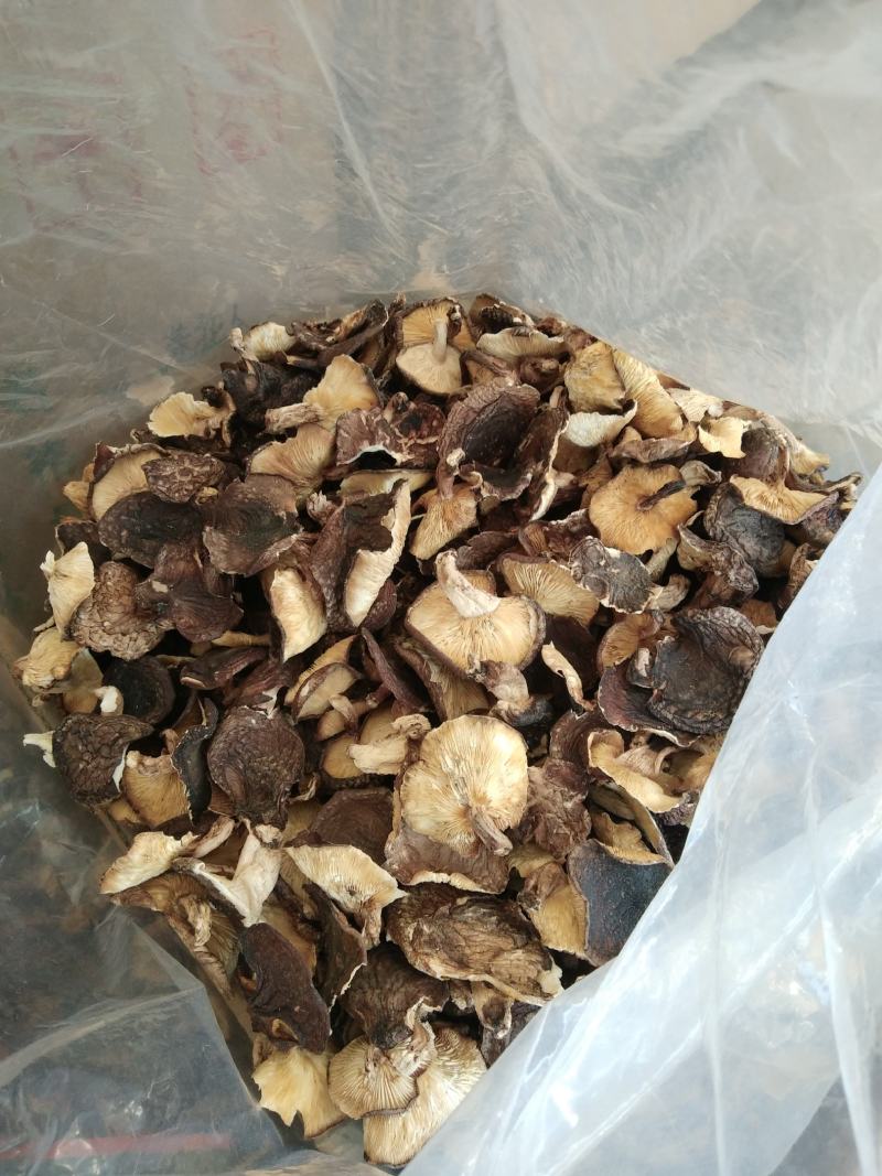 野生香菇桂西最高山峰深山腐烂木自然生长自然香味