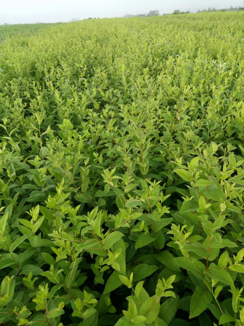 条形朱砂点北苍术种子