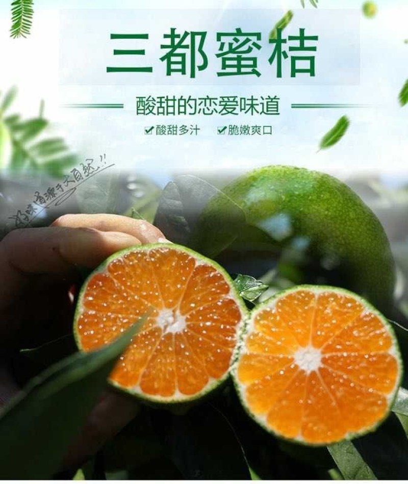 贵州三都新鲜蜜橘桔子皮薄多汁橘子当季水果现摘卖，一手货源