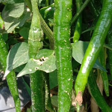 贵州高山鲜辣椒，品质好价格巧，两千米海拔路天种植