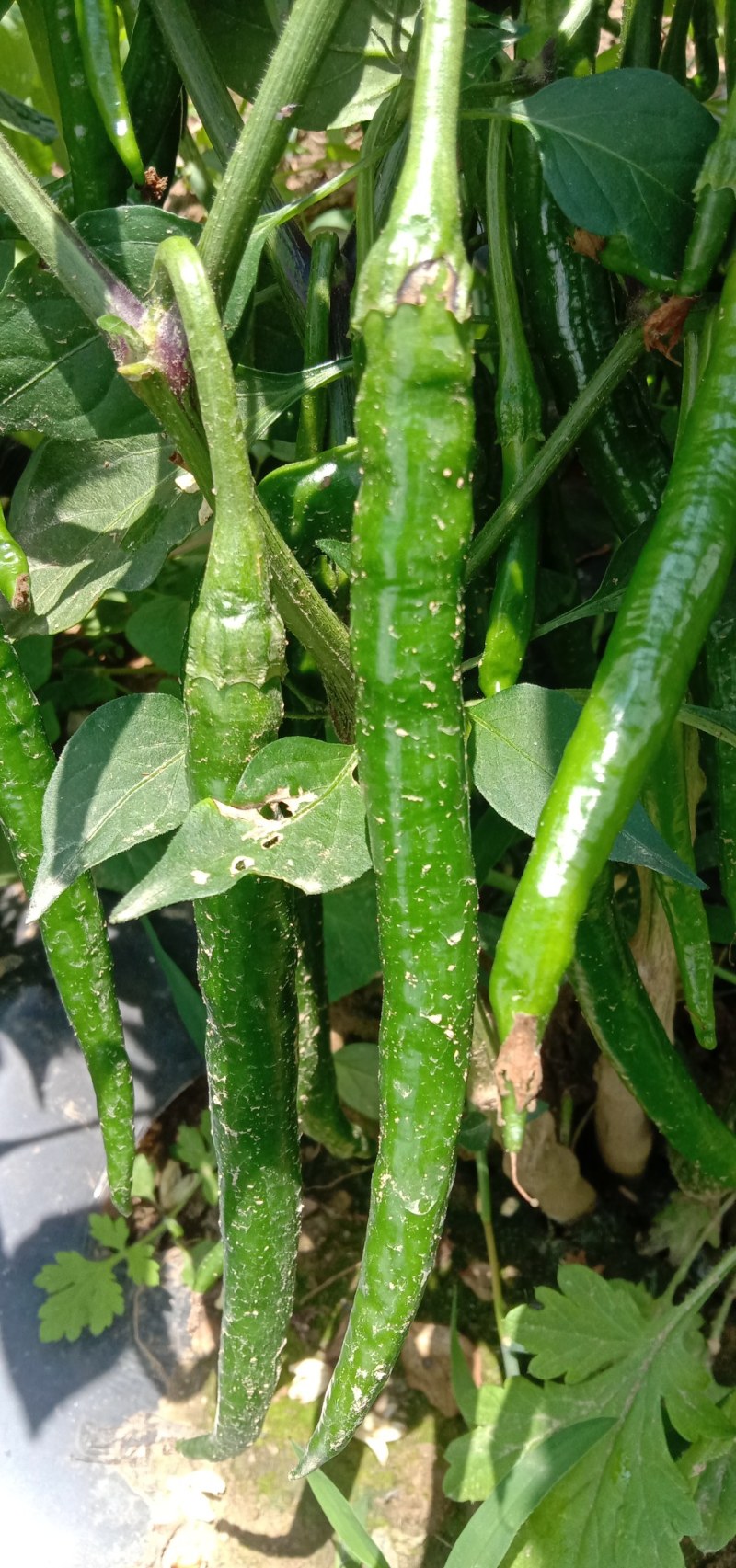 贵州高山鲜辣椒，品质好价格巧，两千米海拔路天种植