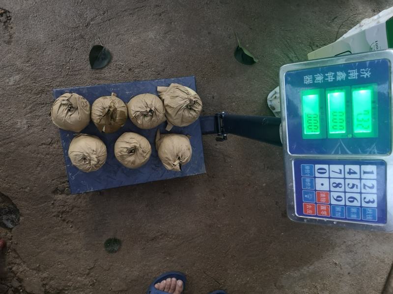山东省济宁市泗水县黄金梨，自产自销，大量供货