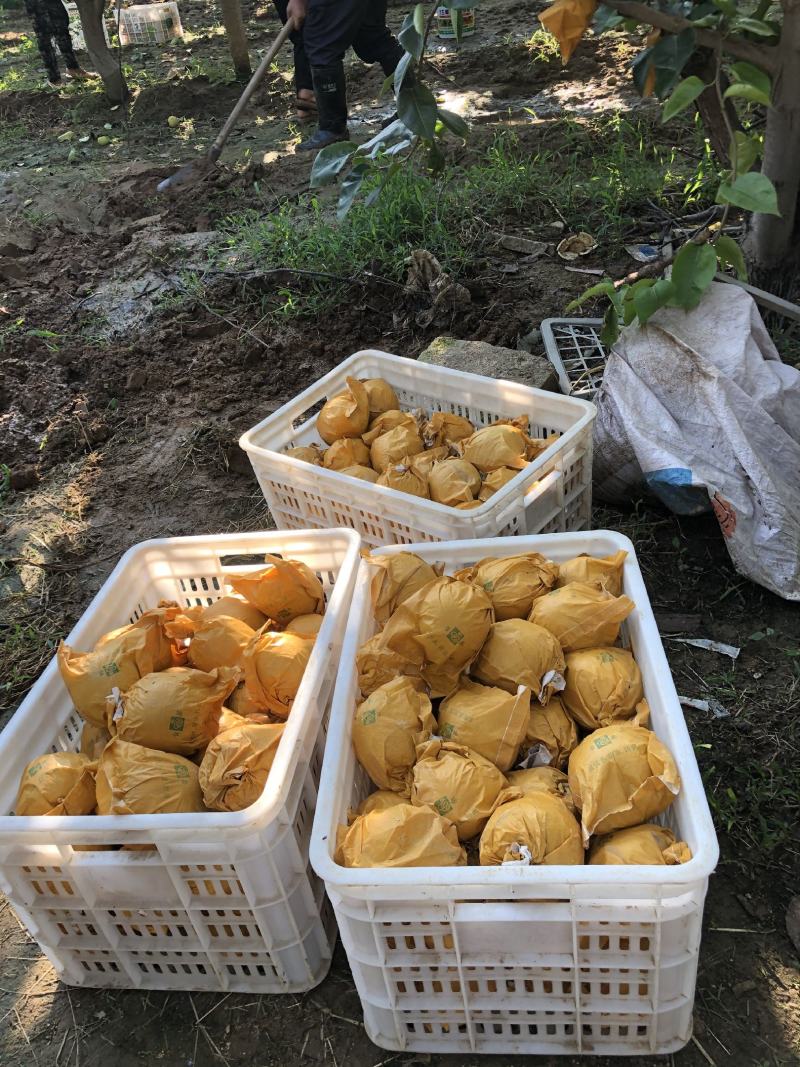 山东省济宁市泗水县黄金梨，自产自销，大量供货