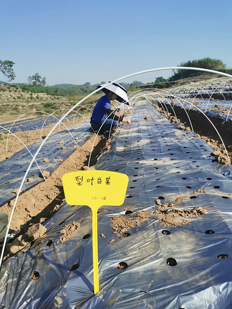 地膜黑地膜银黑双色地膜白地膜定制打孔地膜