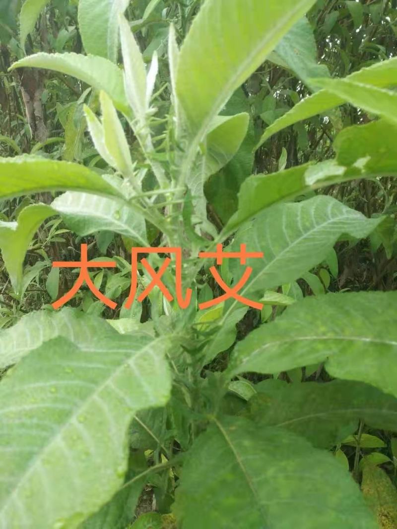 广西野生中药材大风，艾纳香，牛耳艾大风叶大枫草