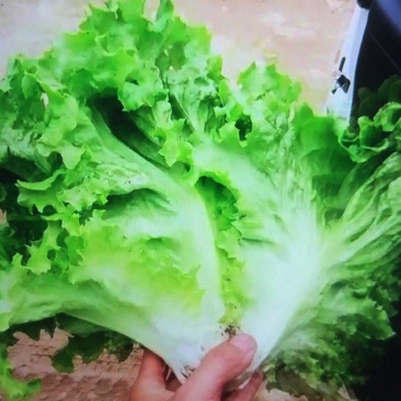 蔬菜