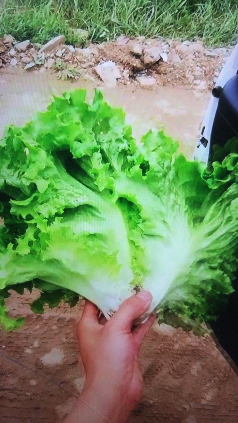 蔬菜