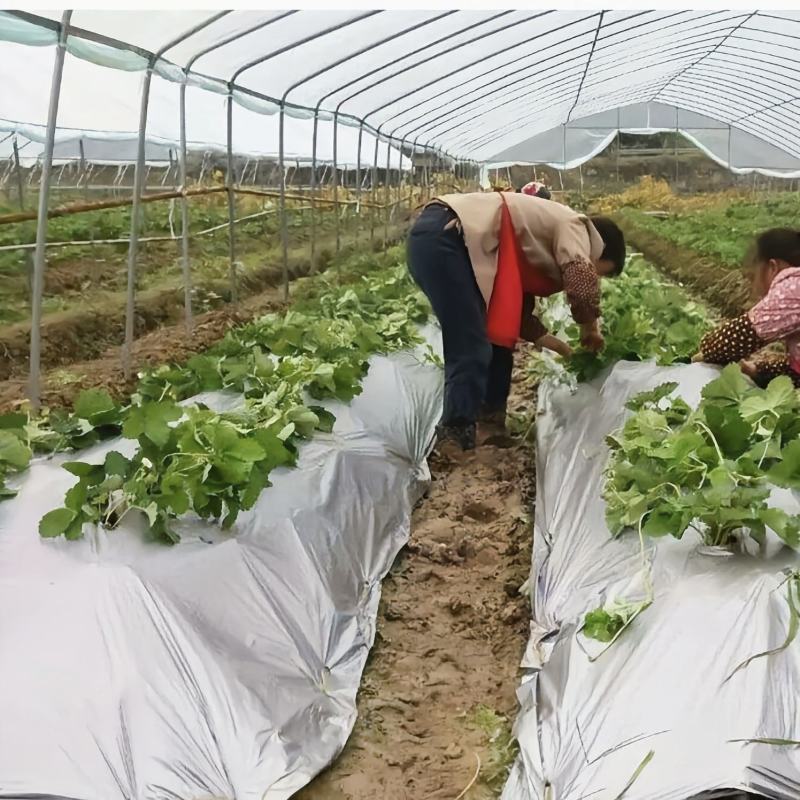 【地膜】银黑双色反光防草地膜果蔬瓜菜苗木花卉药材专用地膜