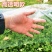 大棚膜农膜塑料薄膜葡萄避雨棚专用膜防尘避雨防寒保温