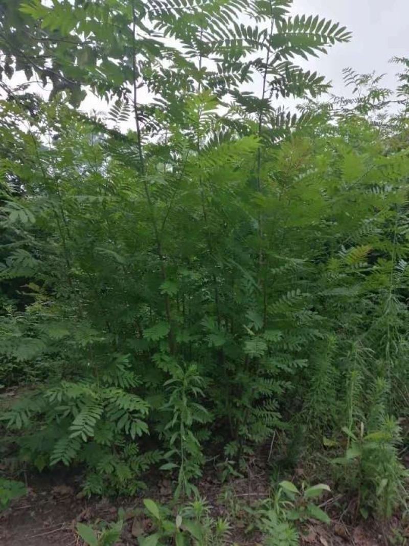 枫杨树苗