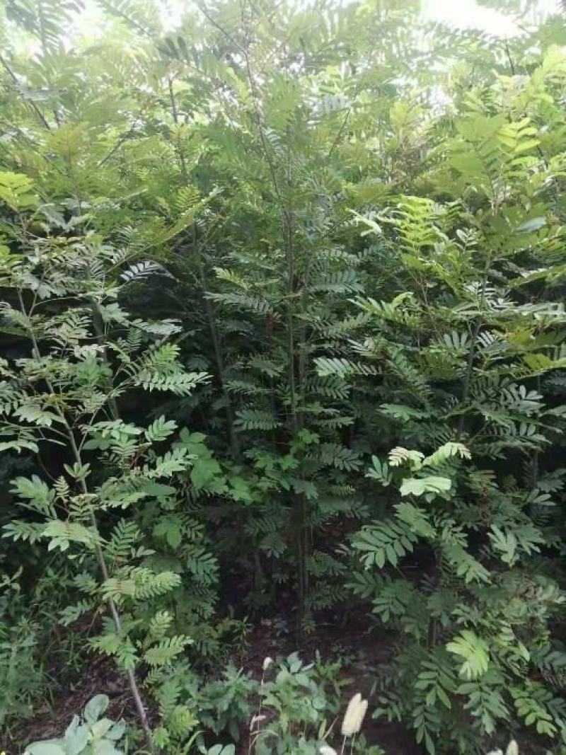 枫杨树苗