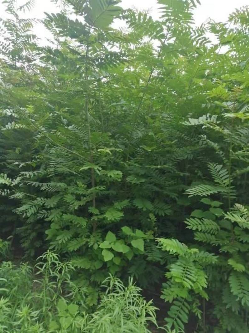 枫杨树苗