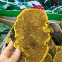 【批发】正宗西藏桑树桑黄精品货，假一赔十，懂货的来