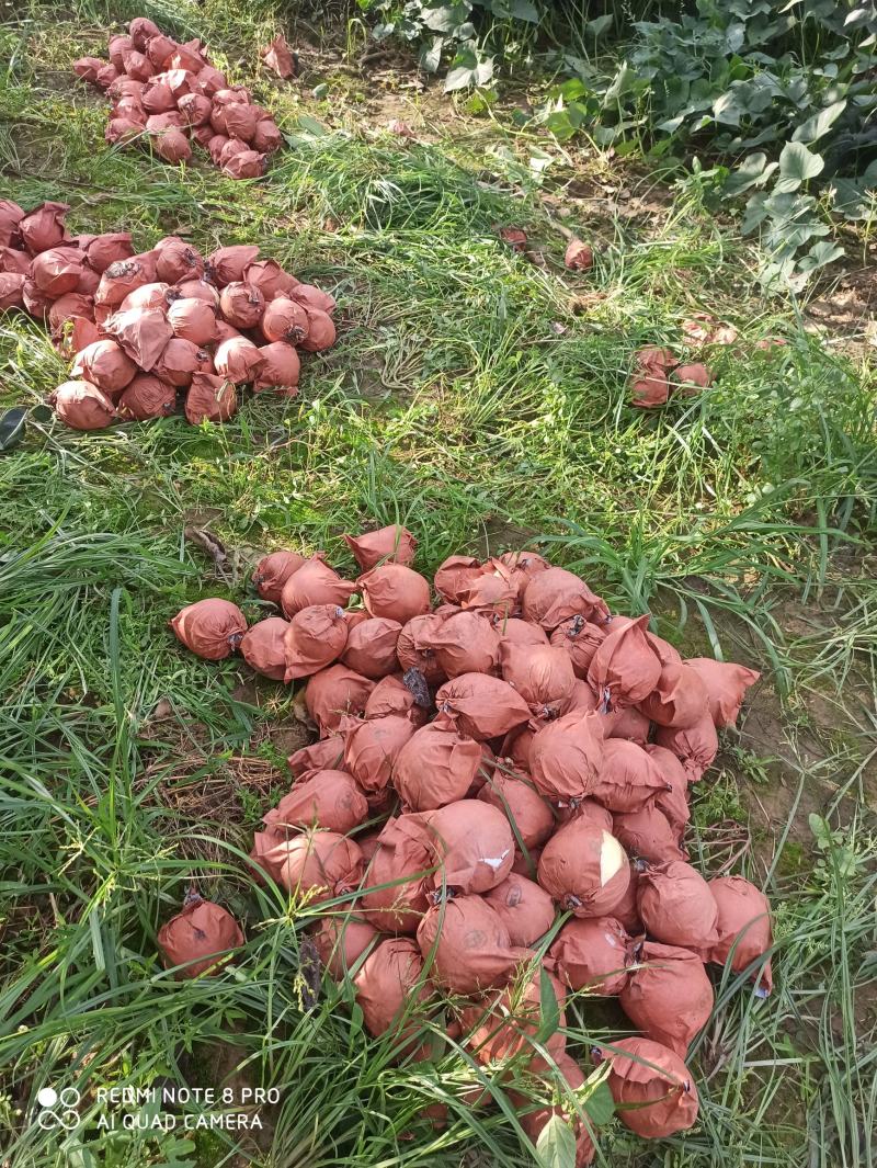 博望黄金梨，皮薄肉细，核小巨甜