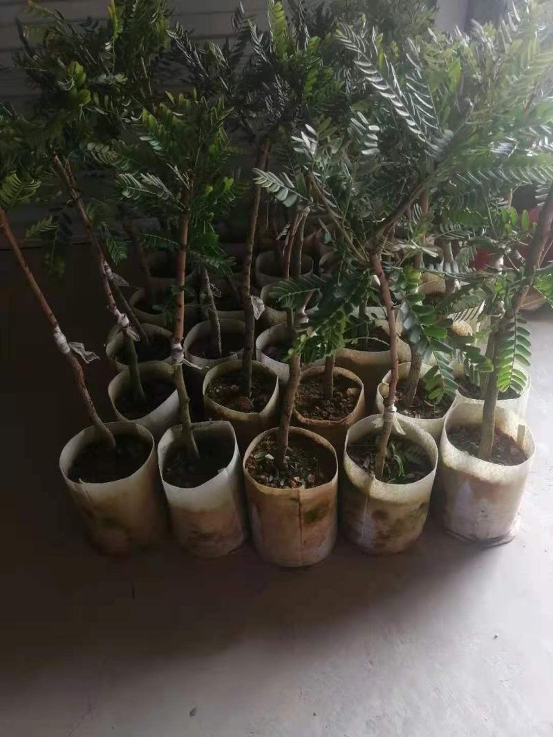 良种油甘果苗，自家果园培育的优良品种，早熟，挂果丰产，