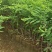 良种油甘果苗，自家果园培育的优良品种，早熟，挂果丰产，
