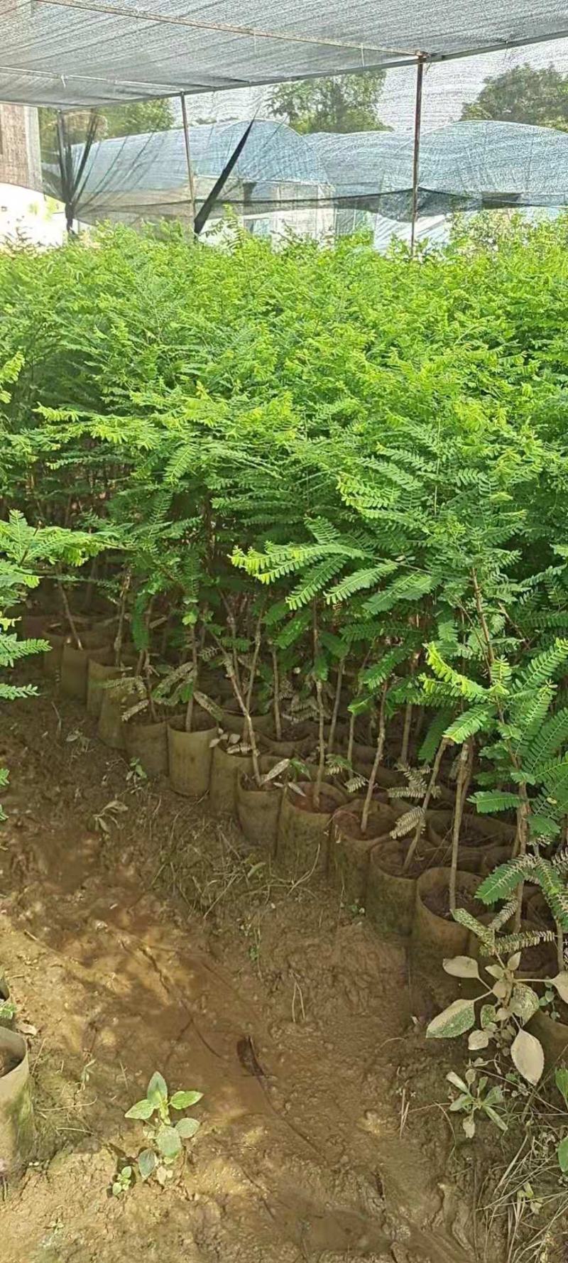 良种油甘果苗，自家果园培育的优良品种，早熟，挂果丰产，