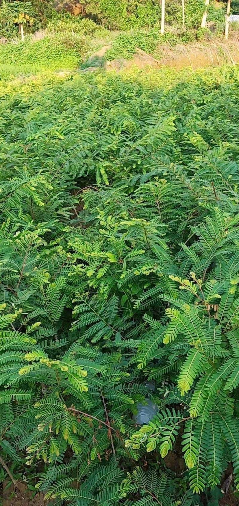 良种油甘果苗，自家果园培育的优良品种，早熟，挂果丰产，