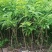 良种油甘果苗，自家果园培育的优良品种，早熟，挂果丰产，